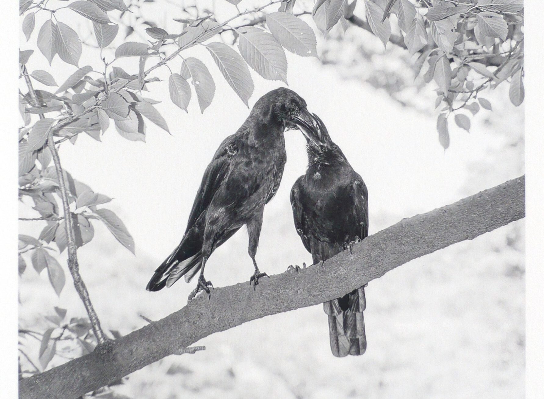 Graphothek Berlin - Lange-Marten-E1205