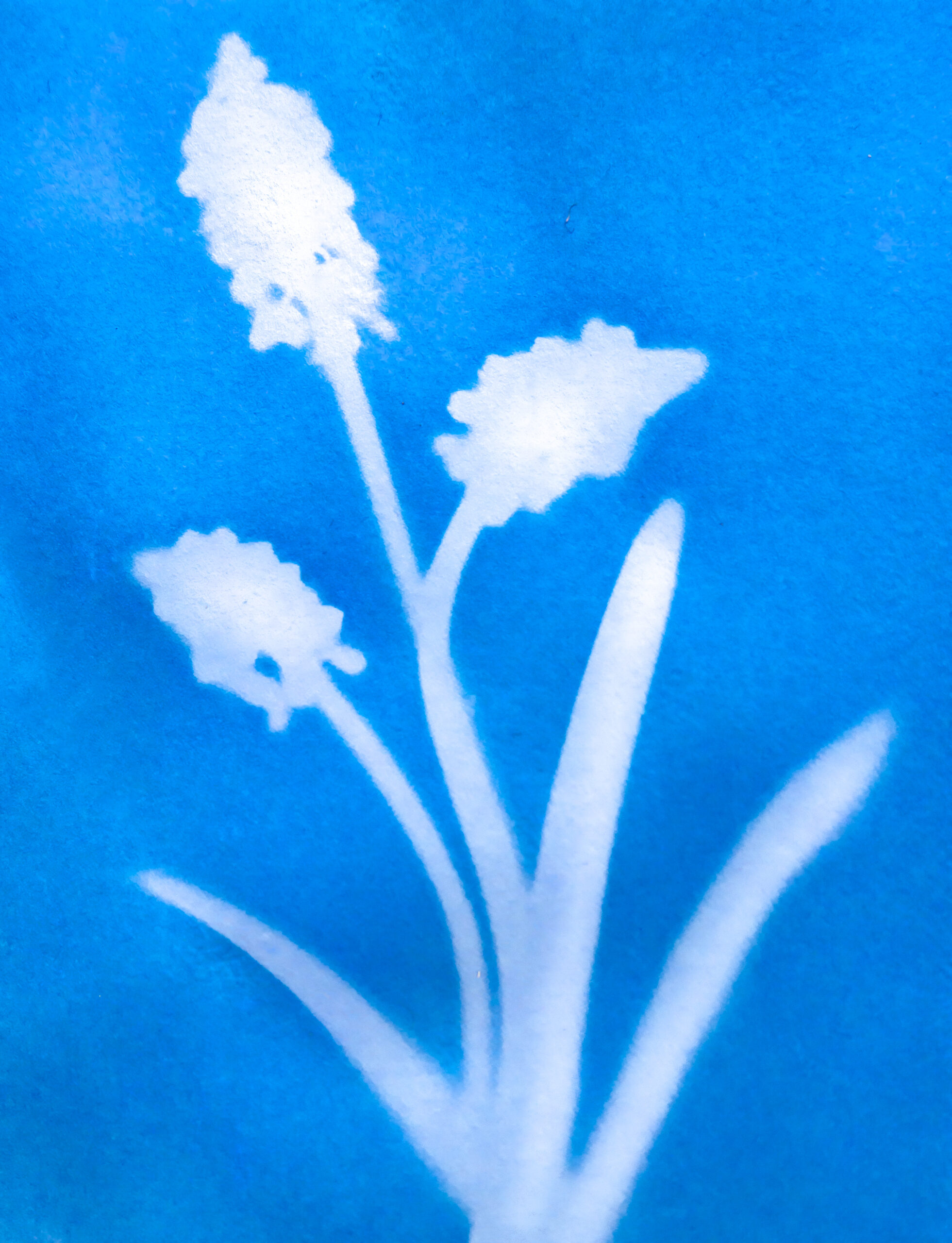 Graphothek Berlin - Lichtdruck_Graphothek